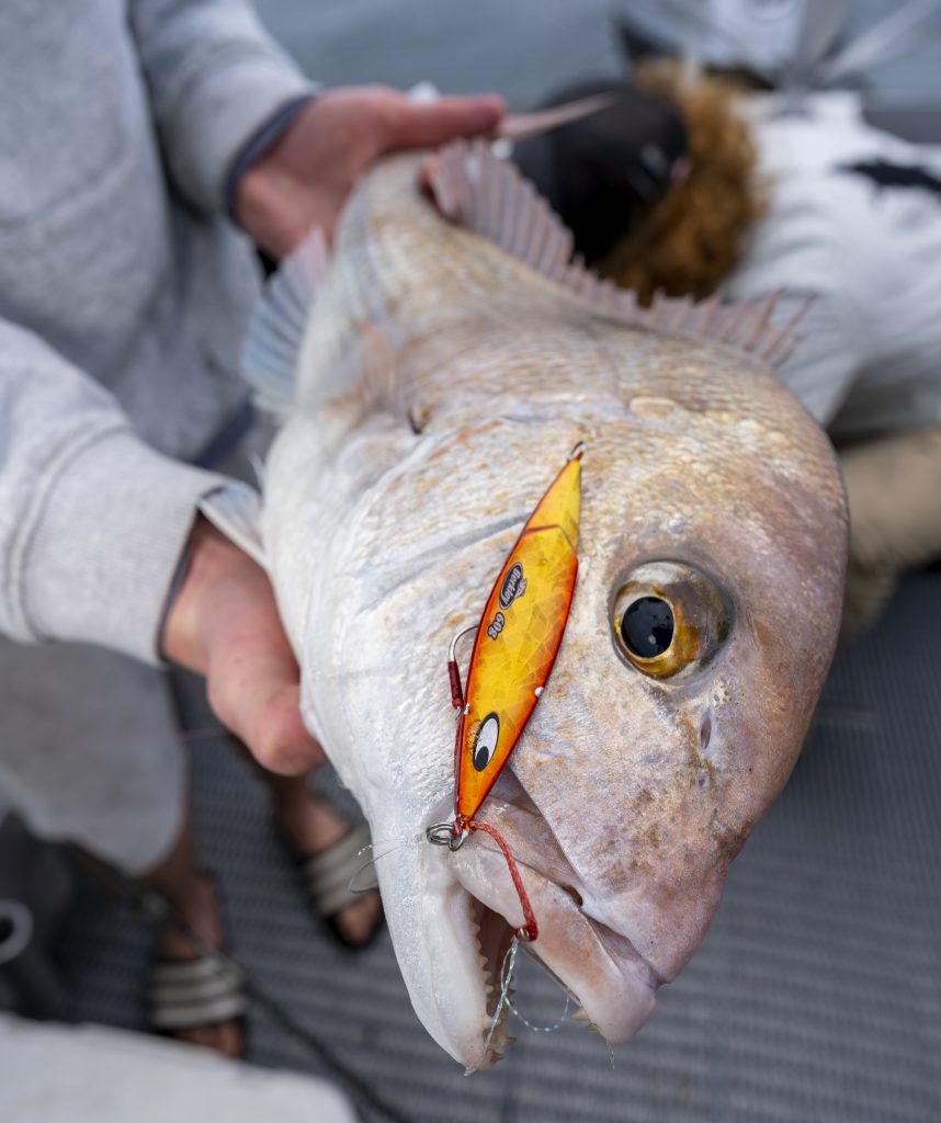 The Hauraki Gulf explodes with massive workups! Big Snapper! – Hauraki Gulf  Fishing